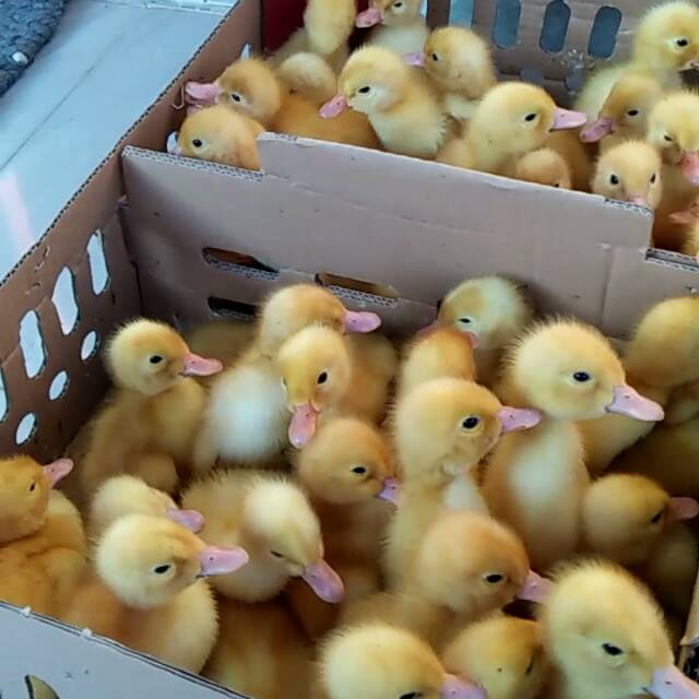 Bibit bebek hibrida peking